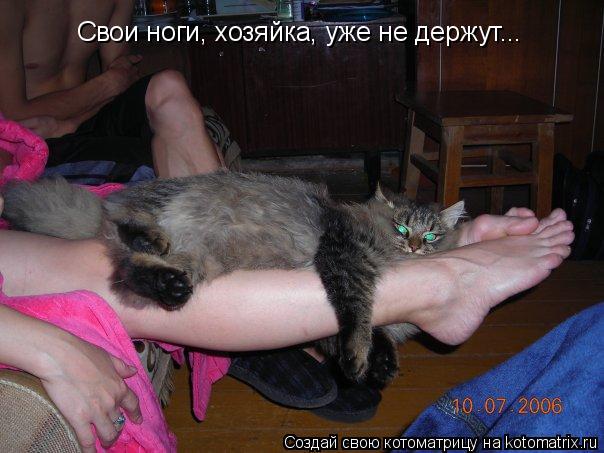 Свои ноги, хозяйка, уже не держут...... Котоматрица: Свои ноги, хозяйка, уже не держут...