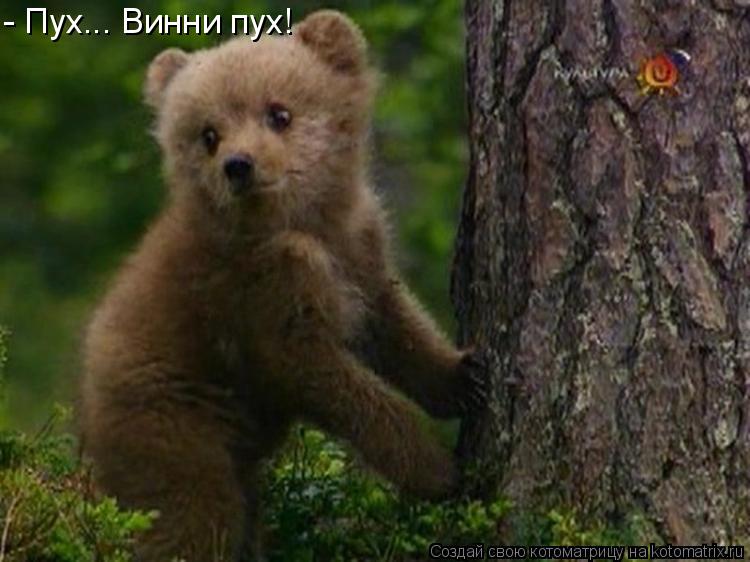 - Пух... Винни пух!... Котоматрица: - Пух... Винни пух!