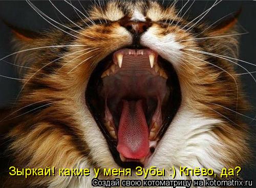 Зыркай! какие у меня Зубы :) Клёво, да?... Котоматрица: Зыркай! какие у меня Зубы :) Клёво, да?