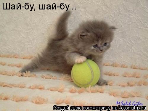 Шай-бу, шай-бу...... Котоматрица: Шай-бу, шай-бу...