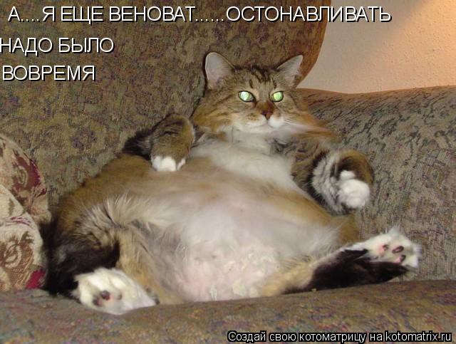 Котоматрица: А....Я ЕЩЕ ВЕНОВАТ......ОСТОНАВЛИВАТЬ НАДО БЫЛО ВОВРЕМЯ