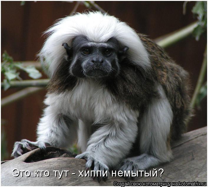 Котоматрица: Это кто тут - хиппи немытый?