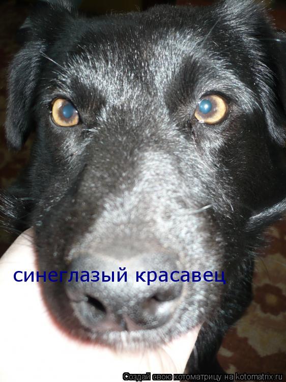 Котоматрица: синеглазый красавец