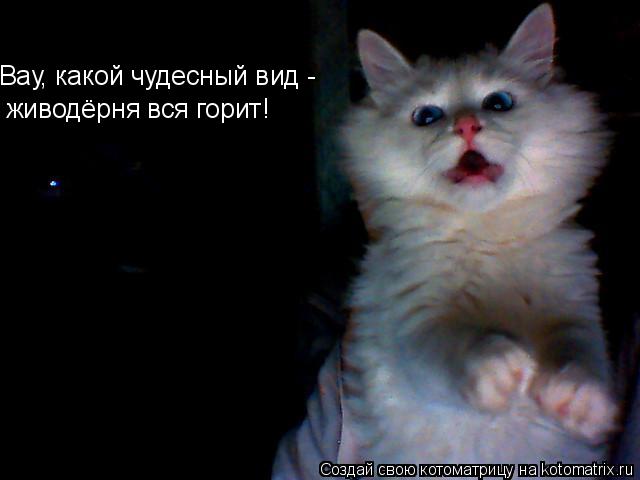 Вау, какой чудесный вид - живодёрня вся горит!... Котоматрица: Вау, какой чудесный вид - живодёрня вся горит!