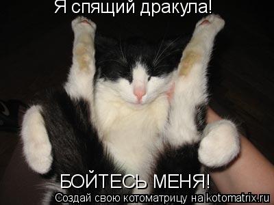 Я спящий дракула! БОЙТЕСЬ МЕНЯ!... Котоматрица: Я спящий дракула! БОЙТЕСЬ МЕНЯ!