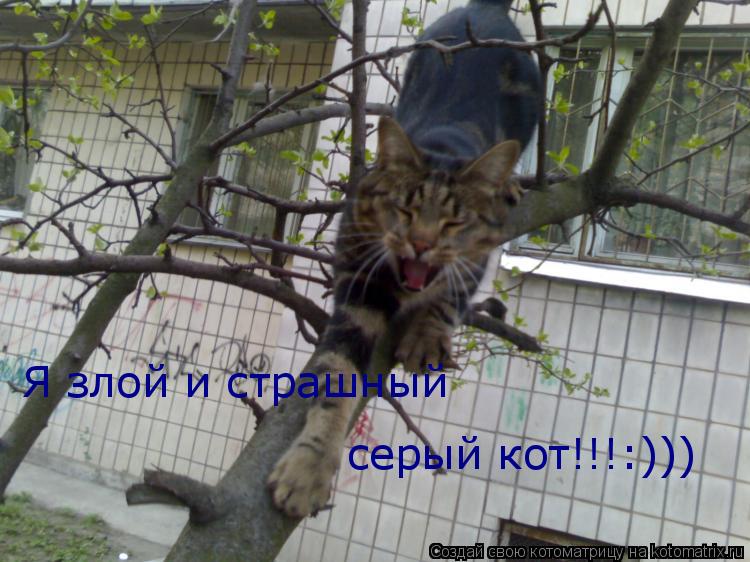 Я злой и страшный серый кот!!!:))) Я злой и страшный серый кот!!!:)))... Котоматрица: Я злой и страшный серый кот!!!:))) Я злой и страшный серый кот!!!:)))