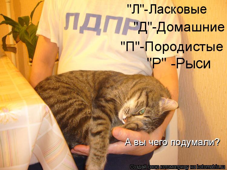 А вы чего подумали? "Р" -Рыси "Л"-Ласковые "Д"-Домашние "П"-Породистые... Котоматрица: А вы чего подумали? "Р" -Рыси "Л"-Ласковые "Д"-Домашние "П"-Породистые