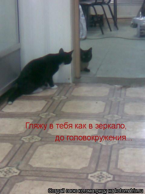 до головокружения... Гляжу в тебя как в зеркало,... Котоматрица: до головокружения... Гляжу в тебя как в зеркало,