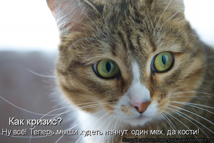 Как кризис? Ну всё! Теперь мыши худеть начнут, один мех, да кости!... Котоматрица: Как кризис? Ну всё! Теперь мыши худеть начнут, один мех, да кости!