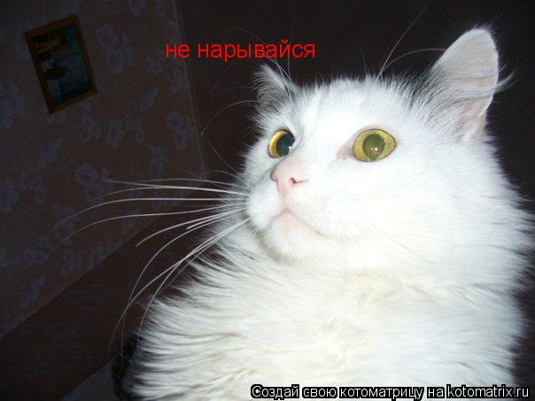 не нарывайся... Котоматрица: не нарывайся