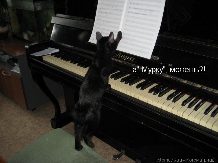 а" Мурку", можешь?!!... Котоматрица: а" Мурку", можешь?!!