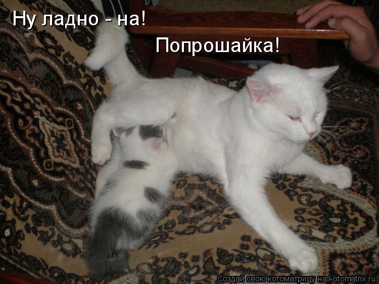 Ну ладно - на! Попрошайка!... Котоматрица: Ну ладно - на! Попрошайка!