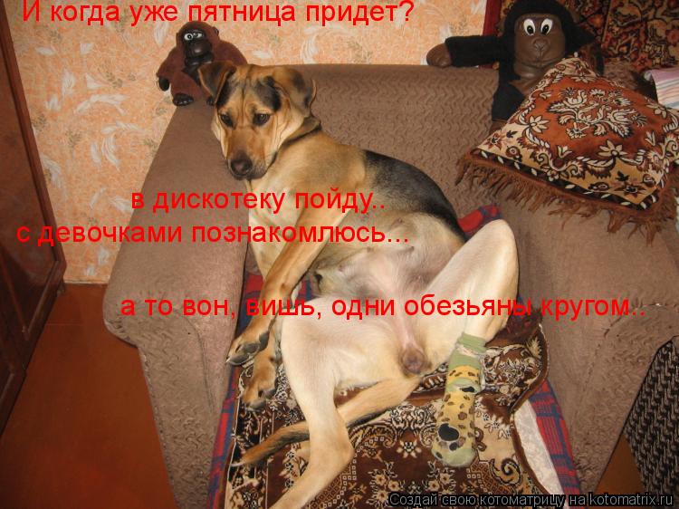 И когда уже пятница придет? в дискотеку пойду.. с девочками познакомлюсь... а то вон, вишь, одни обез... Котоматрица: И когда уже пятница придет? в дискотеку пойду.. с девочками познакомлюсь... а то вон, вишь, одни обезьяны кругом..