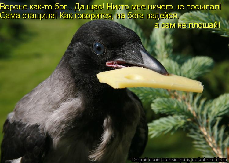 Вороне как-то бог... Да щас! Никто мне ничего не посылал! Сама стащила! Как говорится, на бога надейс... Котоматрица: Вороне как-то бог... Да щас! Никто мне ничего не посылал! Сама стащила! Как говорится, на бога надейся, а сам не плошай!