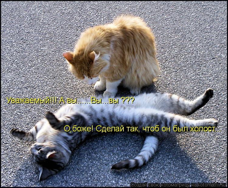 Уважаемый!!! А вы......Вы...вы ??? О,боже! Сделай так, чтоб он был холост...... Котоматрица: Уважаемый!!! А вы......Вы...вы ??? О,боже! Сделай так, чтоб он был холост...
