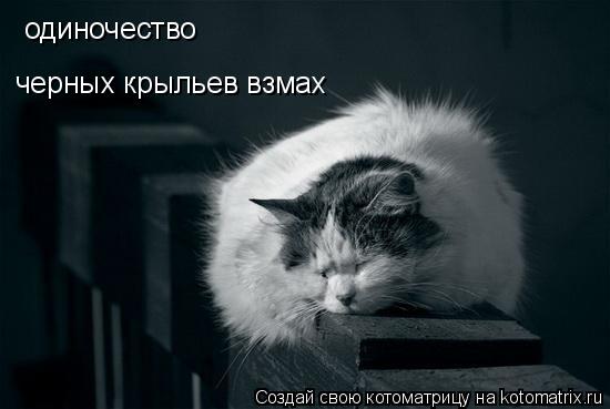одиночество черный крыльев взмах черных крыльев взмах... Котоматрица: одиночество черный крыльев взмах черных крыльев взмах
