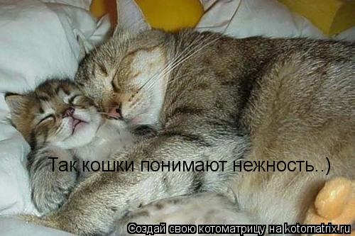 Так кошки понимают нежность..)... Котоматрица: Так кошки понимают нежность..)