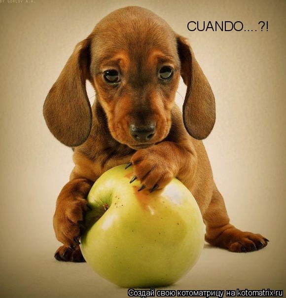 CUANDO....?!... Котоматрица: CUANDO....?!
