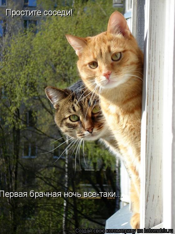 Котоматрица: Простите соседи! Первая брачная ночь все-таки...