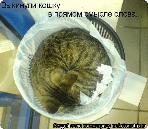 Котоматрица: Выкинули кошку в прямом смысле слова...