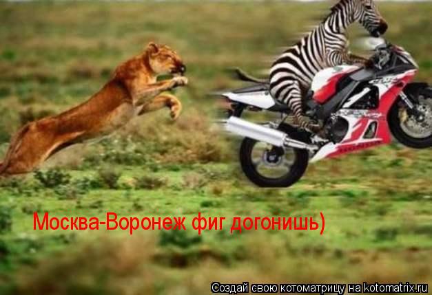 Москва-Воронеж фиг догонишь)... Котоматрица: Москва-Воронеж фиг догонишь)