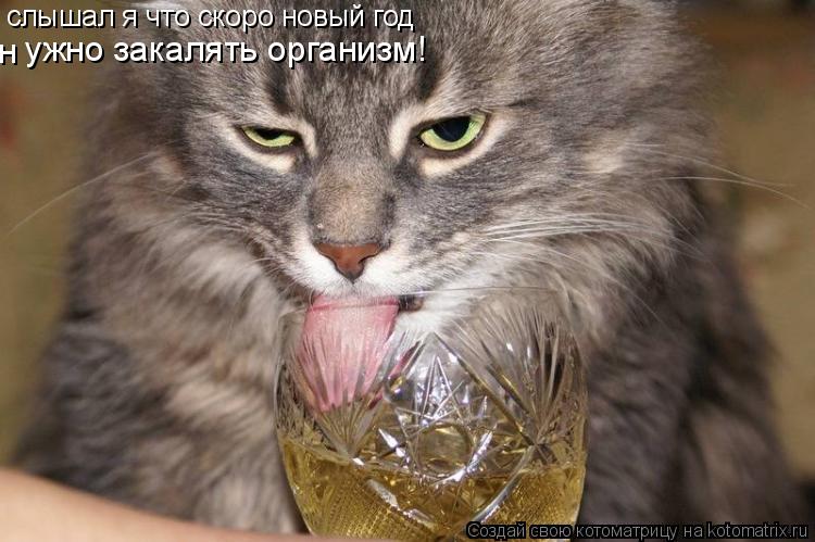 слышал я что скоро новый год ужно закалять организм! н... Котоматрица: слышал я что скоро новый год ужно закалять организм! н