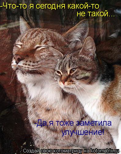 -Что-то я сегодня какой-то не такой... -Да,я тоже заметила улучшение!... Котоматрица: -Что-то я сегодня какой-то не такой... -Да,я тоже заметила улучшение!
