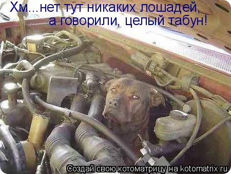 Хм...нет тут никаких лошадей, а говорили, целый табун!... Котоматрица: Хм...нет тут никаких лошадей, а говорили, целый табун!