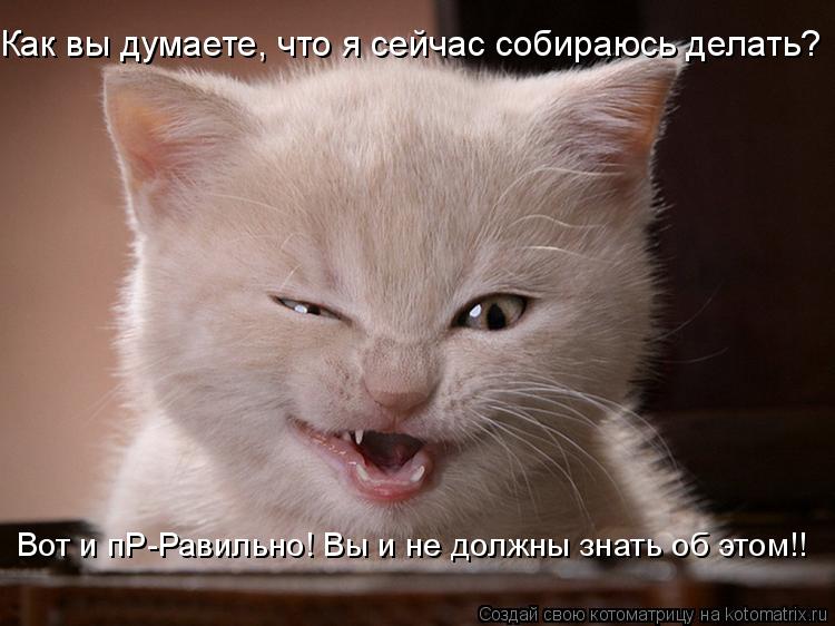 Как вы думаете, что я сейчас собираюсь делать? Вот и пР-Равильно! Вы и не должны знать об этом!!... Котоматрица: Как вы думаете, что я сейчас собираюсь делать? Вот и пР-Равильно! Вы и не должны знать об этом!!
