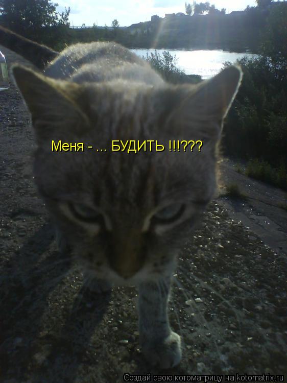 Меня - ... БУДИТЬ !!!???... Котоматрица: Меня - ... БУДИТЬ !!!???