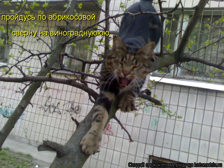 пройдусь по абрикосовой сверну на винограднуююю....... Котоматрица: пройдусь по абрикосовой сверну на винограднуююю....