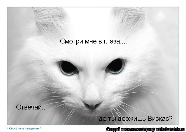 Смотри мне в глаза.... Отвечай... Где ты держишь Вискас?... Котоматрица: Смотри мне в глаза.... Отвечай... Где ты держишь Вискас?