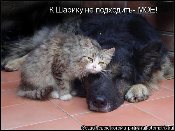 К Шарику не подходить- МОЕ!... Котоматрица: К Шарику не подходить- МОЕ!