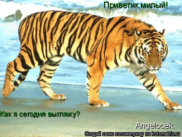 Приветик,милый! Кaк я сегодня выгляжу? Angelocek... Котоматрица: Приветик,милый! Кaк я сегодня выгляжу? Angelocek