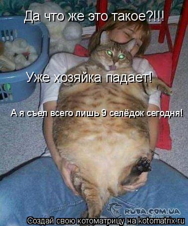 Котоматрица: Да что же это такое?!!! Уже хозяйка падает! А я съел всего лишь 9 селёдок сегодня!