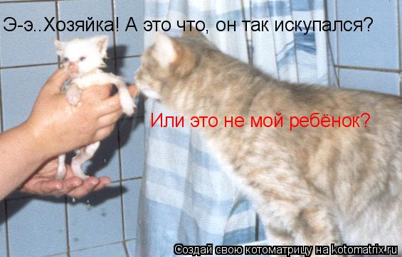 Котоматрица: Э-э..Хозяйка! А это что, он так искупался? Или это не мой ребёнок?