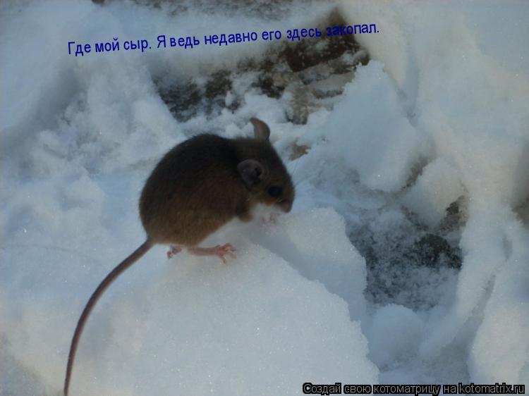 Где мой сыр. Я ведь недавно его здесь закопал.... Котоматрица: Где мой сыр. Я ведь недавно его здесь закопал.
