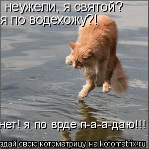 неужели, я святой? я по водехожу?! нет! я по врде п-а-а-даю!!!... Котоматрица: неужели, я святой? я по водехожу?! нет! я по врде п-а-а-даю!!!