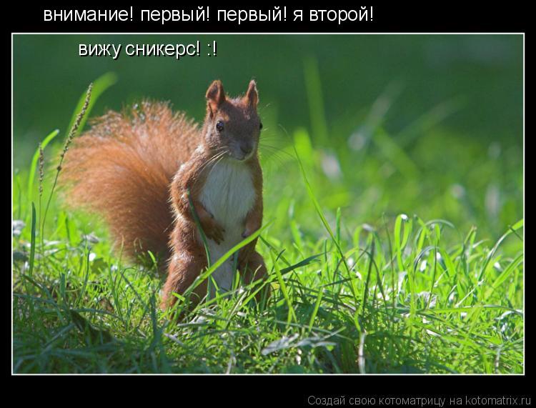 внимание! первый! первый! я второй! вижу сникерс! :!... Котоматрица: внимание! первый! первый! я второй! вижу сникерс! :!