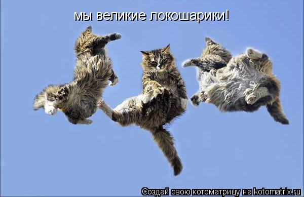 Котоматрица: мы великие локошарики!