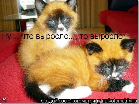 Ну,... что выросло..., то выросло... Котоматрица: Ну,... что выросло..., то выросло