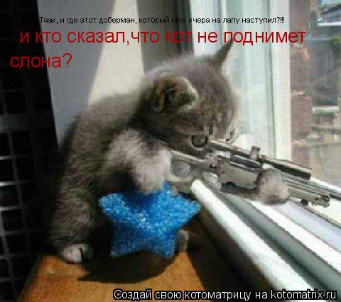 и кто сказал,что кот не поднимет слона?... Котоматрица: и кто сказал,что кот не поднимет слона?