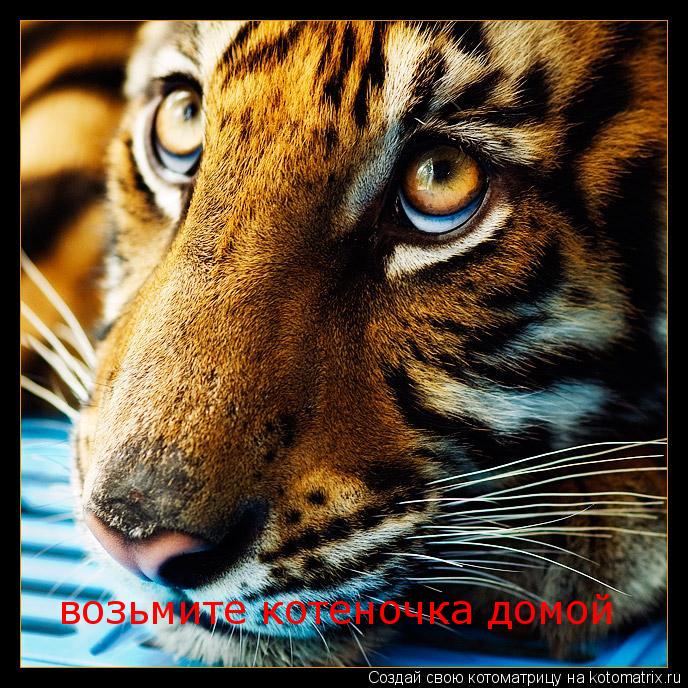 возьмите котеночка домой... Котоматрица: возьмите котеночка домой