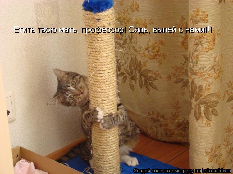 Котоматрица: Етить твою мать, профессор! Сядь, выпей с нами!!!