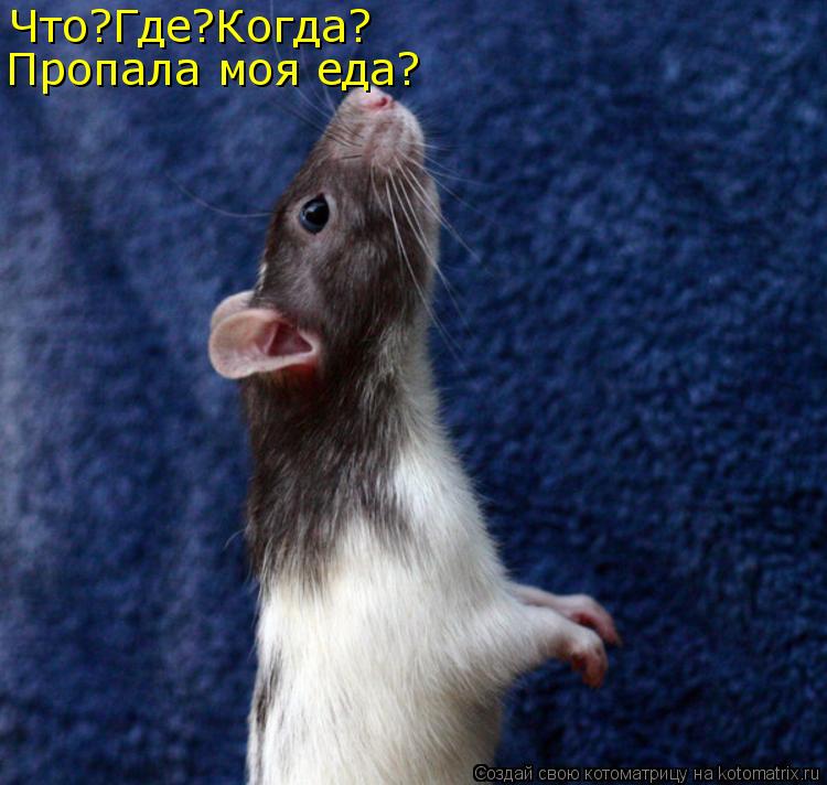 Что?Где?Когда? Пропала моя еда?... Котоматрица: Что?Где?Когда? Пропала моя еда?