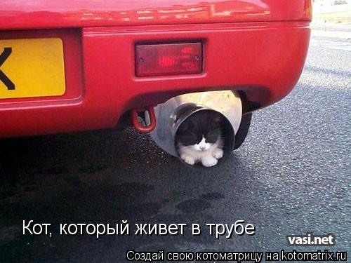 Кот, который живет в трубе... Котоматрица: Кот, который живет в трубе