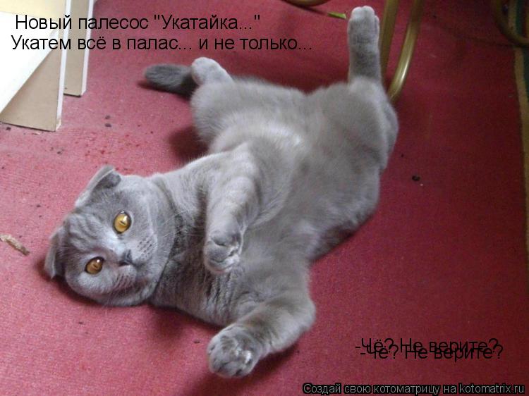 Котоматрица: Новый палесос "Укатайка..." Укатем всё в палас... и не только... -Чё? Не верите? -Чё? Не верите?