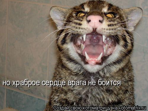 но храброе сердце врага не боится... Котоматрица: но храброе сердце врага не боится