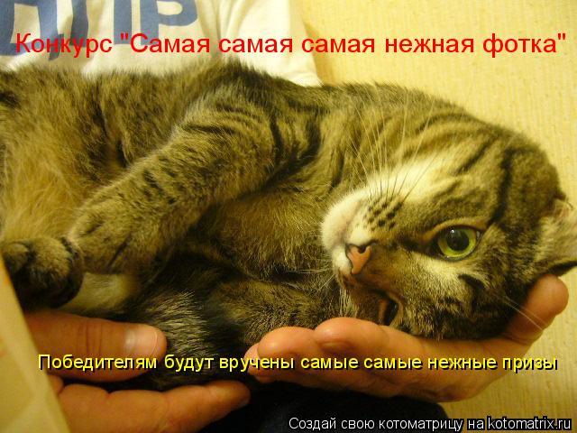 Конкурс "Самая самая самая нежная фотка" Победителям будут вручены самые самые нежные призы... Котоматрица: Конкурс "Самая самая самая нежная фотка" Победителям будут вручены самые самые нежные призы