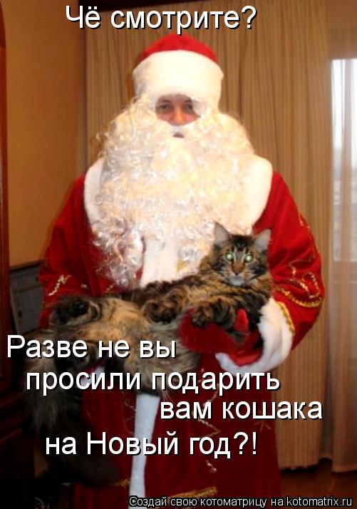 Чё смотрите? Разве не вы просили подарить вам кошака на Новый год?!... Котоматрица: Чё смотрите? Разве не вы просили подарить вам кошака на Новый год?!